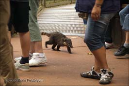 20131017104sc_Iguacu_ref2