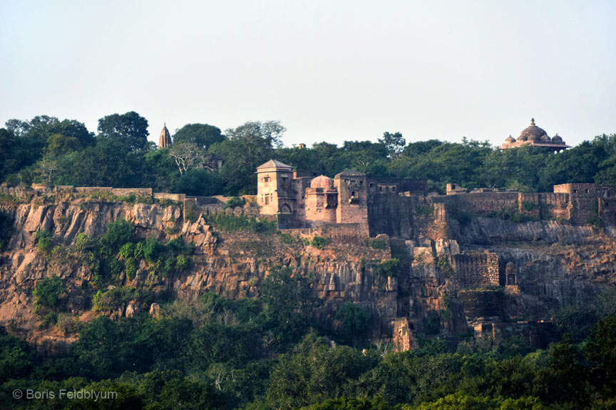 20181024118sc_Ranthambore_Tiger_Reserve