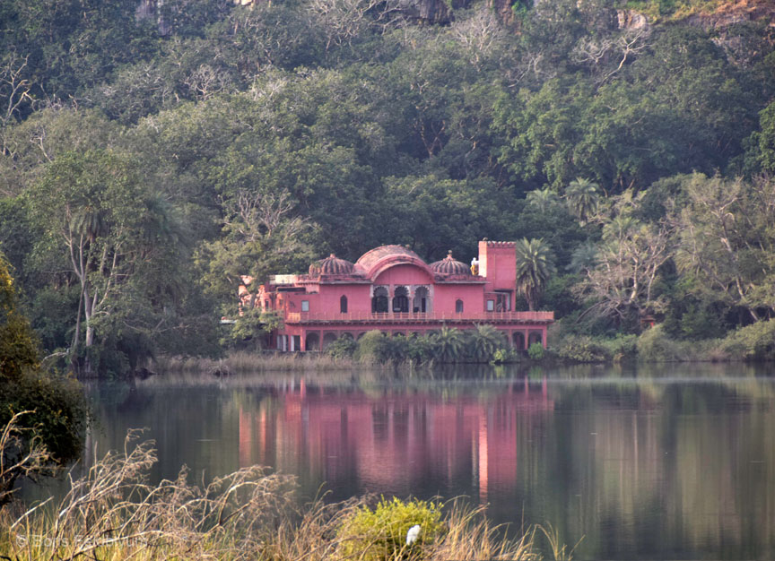 20181024152sc_Ranthambore_Tiger_Reserve