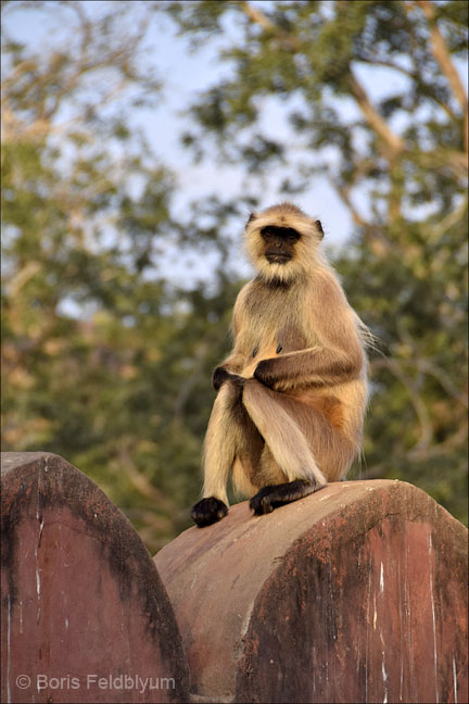 20181024171sc_Ranthambore_Tiger_Reserve