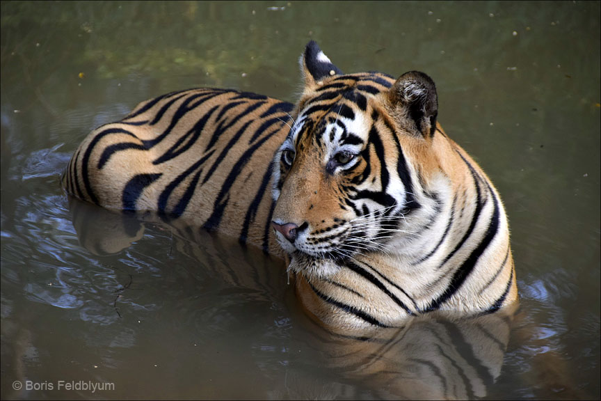 20181024477sc_Ranthambore_Tiger_Reserve