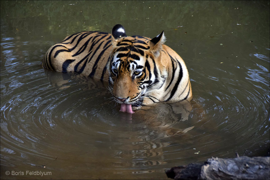 20181024484sc_Ranthambore_Tiger_Reserve