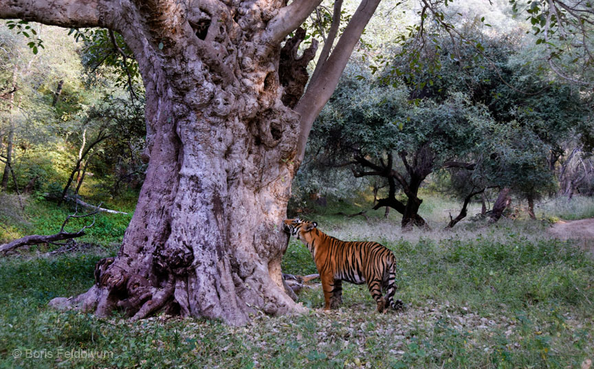 20181024490sc_Ranthambore_Tiger_Reserve