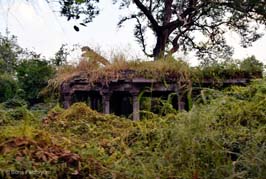 20181024050sc_Ranthambore_Tiger_Reserve