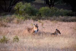 20181024115sc_Ranthambore_Tiger_Reserve