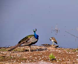 20181024203sc_Ranthambore_Tiger_Reserve