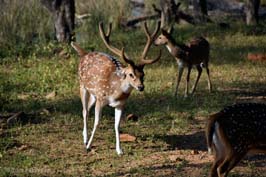 20181024234sc_Ranthambore_Tiger_Reserve