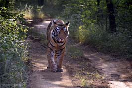 20181024382sc_Ranthambore_Tiger_Reserve