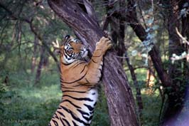 20181024432sc_Ranthambore_Tiger_Reserve