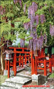 Taga Shrine_Wisteria flowers_01.jpg (60216 bytes)