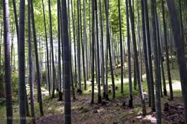 20170710527sc_Kyoto_Tenryuji_Temple