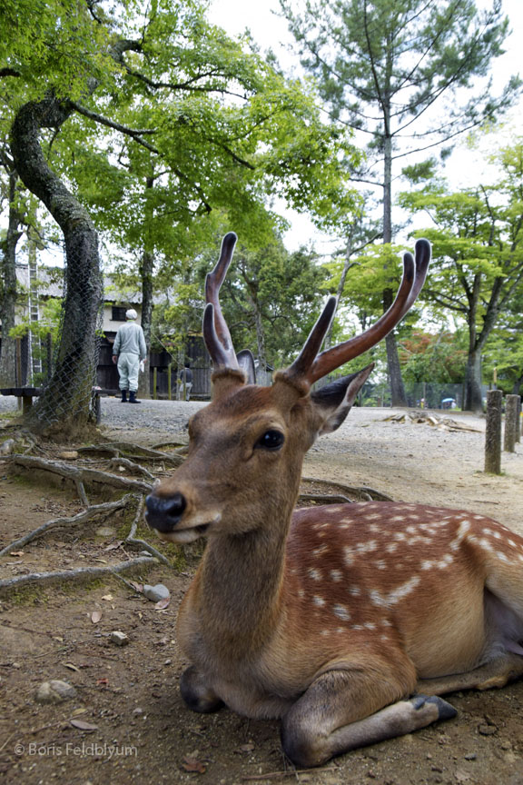 20170711534sc_Nara_Todaiji_Temple