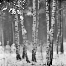 19771101090sc_Vilnius_Lazdynai_forest