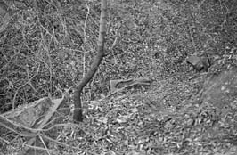 19711123009sc__Kiev_Jewish_Cemetery