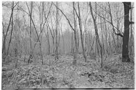 19711123020sc__Kiev_Jewish_Cemetery