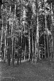 19730701007sc_Boyarka_forest