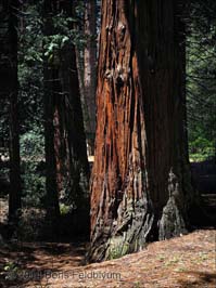 20140427032sc_Yosemite_ref2