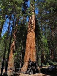 20140428109sc_Yosemite_ref2