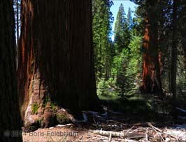 20140428115sc_Yosemite_ref2