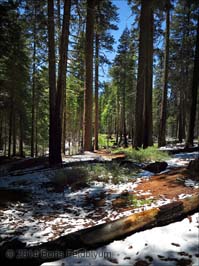 20140428138sc_Yosemite_ref2