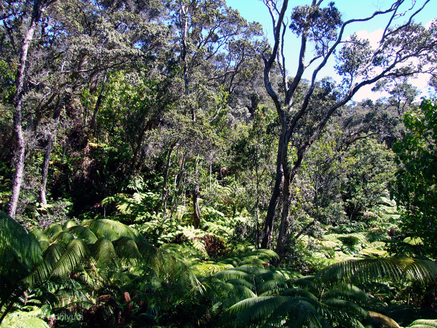 20100928088sc_Island_of_HawaiiHI