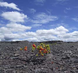 20100928148sc_Island_of_HawaiiHI