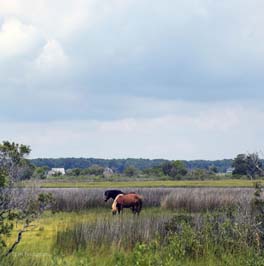 20210809068sc_AssateagueIsland