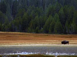 20060908252sc_Yellowstone_WY