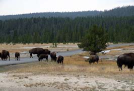 20060908343sc_Yellowstone_WY