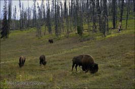 20130825429sc_WY_Yellowstone